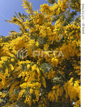 満開のミモザ　 137337948