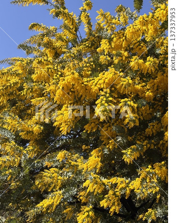 満開のミモザ　 137337953