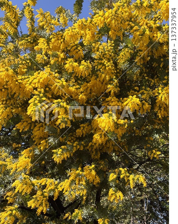 満開のミモザ　 137337954