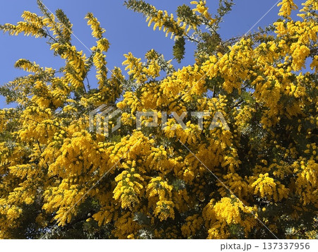 満開のミモザ　 137337956