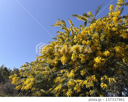 満開のミモザ　 137337961