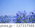 ネモフィラ 137337988