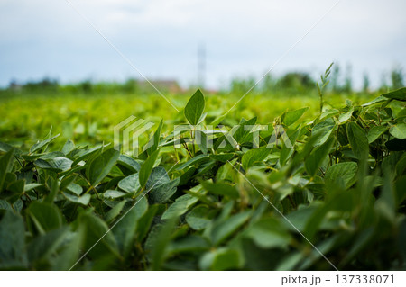 Healthy green soybean plants growing and thriving in an agricultural field under a bright sky, representing sustainable farming and crop development Healthy green soybean plants growing and thriving in an agricultural field under a bright sky, representing sustainable farming and crop development 137338071