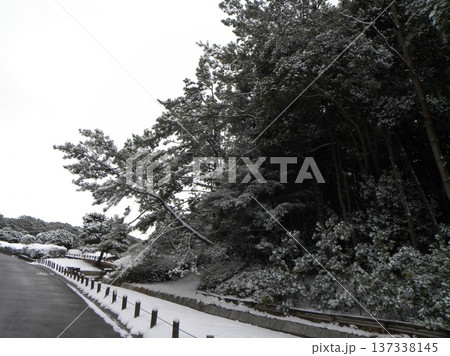 : 稲毛海浜公園奥浜の池の雪景色 : 稲毛海浜公園奥浜の池の雪景色 137338145
