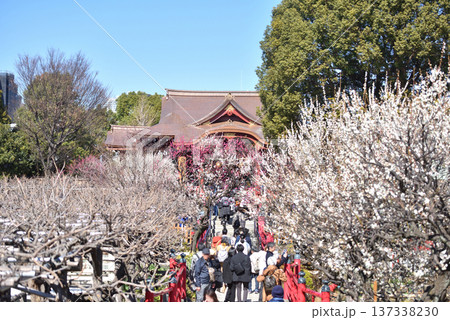 梅の花が咲き始め参拝客で賑わう亀戸天満宮 137338230