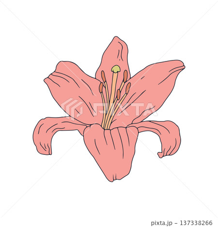 Hand drawn line art pastel pink lily flower clip art Hand drawn line art pastel pink lily flower clip art 137338266