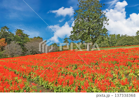 とっとり花回廊のサルビア とっとり花回廊のサルビア 137338368