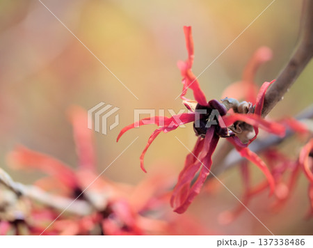 晴れた2月に咲いたハマメリス･インターメディア「ダイアン」の赤い花 137338486