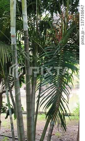 tree trunk in the jungle 137338647