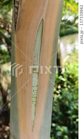 tree trunk in the jungle tree trunk in the jungle 137338662