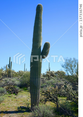 Old Saguaro Cactus Sonora desert Arizona 137338746