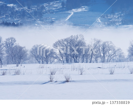 朝霧立ち込める千曲川の雪原に佇む霧氷の樹々 朝霧立ち込める千曲川の雪原に佇む霧氷の樹々 137338819