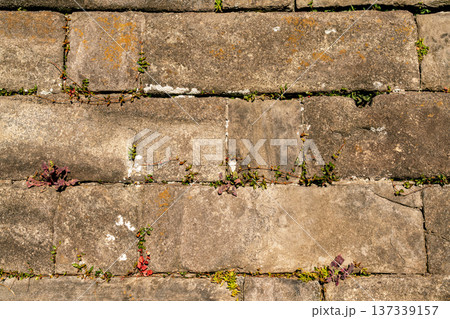 レンガの壁 137339157