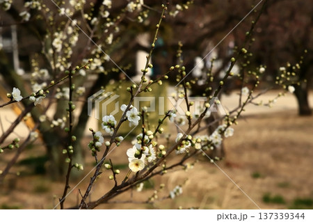 熊本護国神社梅園の梅 熊本護国神社梅園の梅 137339344