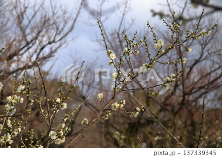 熊本護国神社梅園の梅 熊本護国神社梅園の梅 137339345