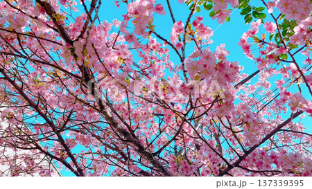 Blooming sakura tree during snowfall in Japan. 137339395
