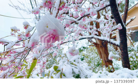 Cherry blossom branches covered with fresh snow. Delicate pink sakura flowers contrasting with white snow create a rare and beautiful spring winter scene in Japan. 137339397