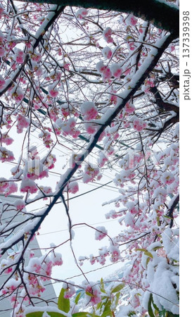 Blooming sakura tree during snowfall in Japan. Soft pink cherry blossoms covered with snow on branches create a unique seasonal contrast in nature. Blooming sakura tree during snowfall in Japan. Soft pink cherry blossoms covered with snow on branches create a unique seasonal contrast in nature. 137339398