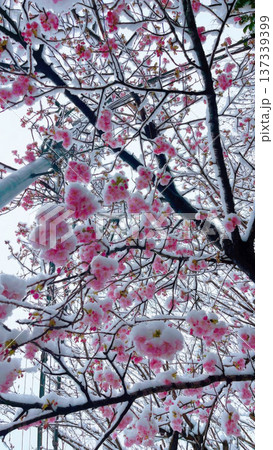 Blooming sakura tree during snowfall in Japan. Soft pink cherry blossoms covered with snow on branches create a unique seasonal contrast in nature. Blooming sakura tree during snowfall in Japan. Soft pink cherry blossoms covered with snow on branches create a unique seasonal contrast in nature. 137339399