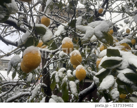 Bright yellow lemons hanging on a tree covered with fresh snow. 137339402