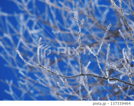 千曲川の雪原に佇む霧氷の樹の枝 137339464