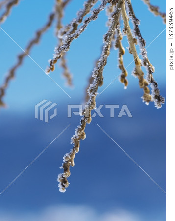 千曲川の雪原に佇む霧氷の樹と芽 137339465