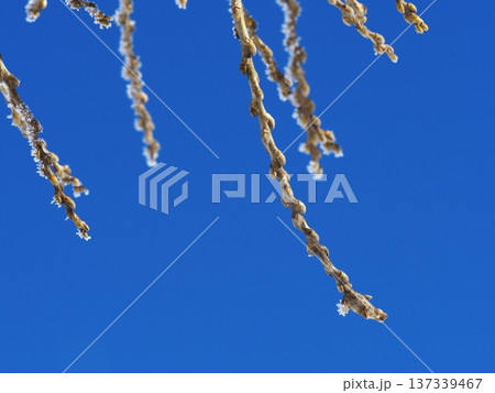 千曲川の雪原に佇む霧氷の樹と芽 137339467