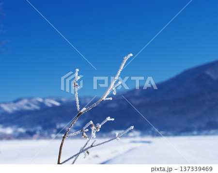 千曲川の雪原に佇む霧氷の樹の枝 137339469
