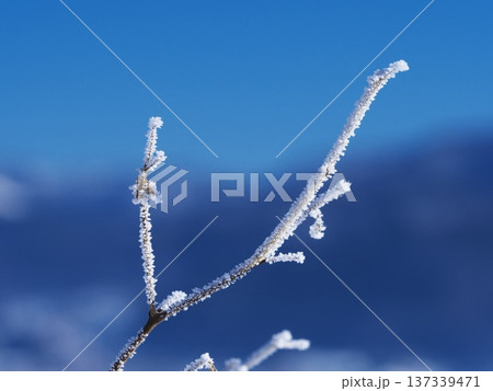 千曲川の雪原に佇む霧氷の樹の枝 137339471