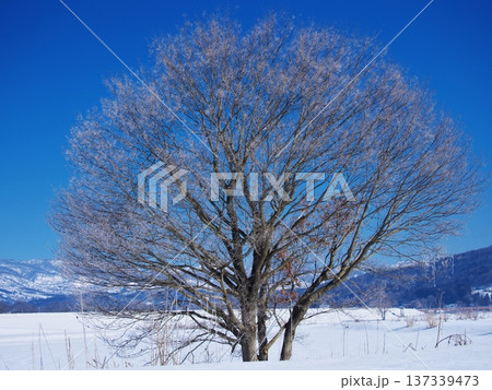 千曲川の雪原に佇む霧氷の樹 137339473