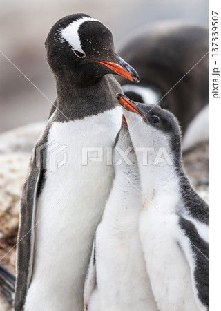Gentoo Penguin on the beach,feeding his chick, Port Lockroy , Goudier Island, Antartica 137339507