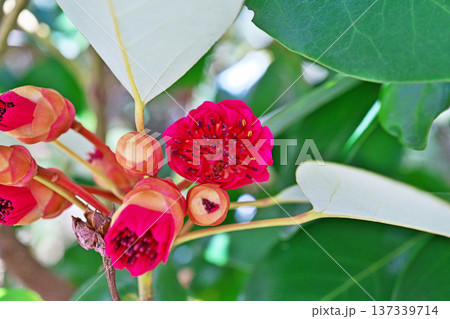 赤いシャクナゲモドキの花(春、三月) 赤いシャクナゲモドキの花(春、三月) 137339714