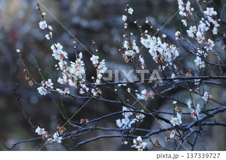 横浜三渓園の梅の花 137339727