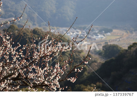 白い花びらの梅の木の枝にピントを合わせ撮影しバックの山並みと住宅街の町並みぼかした風景 白い花びらの梅の木の枝にピントを合わせ撮影しバックの山並みと住宅街の町並みぼかした風景 137339767