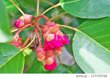 赤いシャクナゲモドキの花（春、三月） 137339786