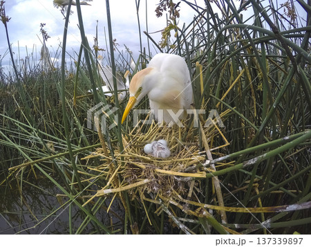 Cattle Egret, Bubulcus ibis, nesting, La Pampa Province, Patagonia, Argentina 137339897
