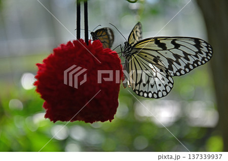 熱帯温室の赤い吸蜜台に集まり羽を休める大型のオオゴマダラ 137339937