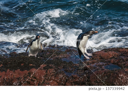 Rockhopper Penguin, Penguin Island,Puerto Deseado, Santa Cruz Province, Patagonia Argentina Rockhopper Penguin, Penguin Island,Puerto Deseado, Santa Cruz Province, Patagonia Argentina 137339942