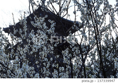 横浜三渓園の梅の花 137339947