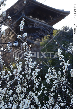 横浜三渓園の梅の花 137339954