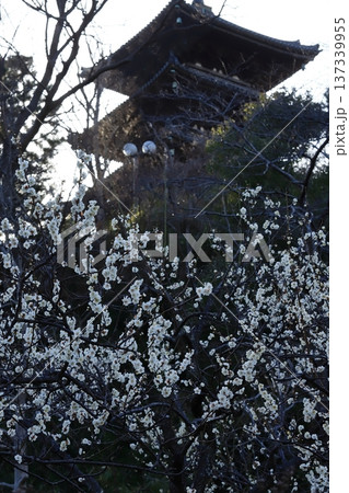 横浜三渓園の梅の花 横浜三渓園の梅の花 137339955