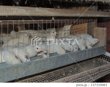 Young white quail in a cage eating food from a metal feeder outside the cage, a feeding device for caged farm birds, breeding domestic Texas quail Young white quail in a cage eating food from a metal feeder outside the cage, a feeding device for caged farm birds, breeding domestic Texas quail 137339965