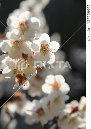 梅の花満開 梅の花満開 137339967