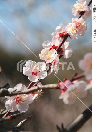梅の花満開 梅の花満開 137339968