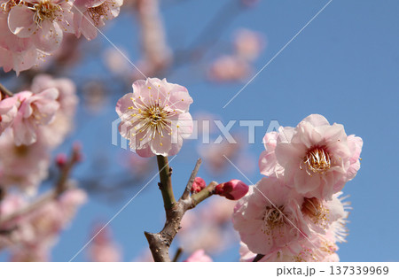 梅の花満開 137339969