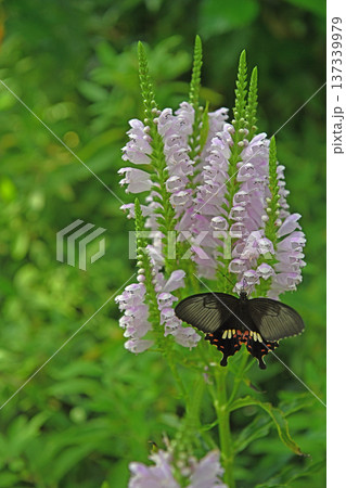 ハナトラノオに止まり蜜を吸う気品ある黒色のモンキアゲハ 137339979