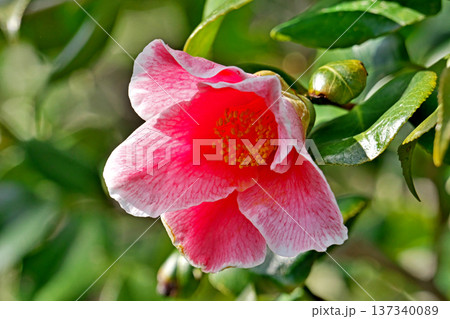 ピンクのサンペイツバキの花(春、三月) ピンクのサンペイツバキの花(春、三月) 137340089
