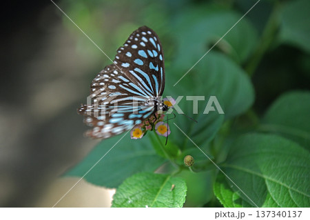 ランタナの小さな花に止まり蜜を吸う水色斑紋のリュウキュウアサギマダラ 137340137