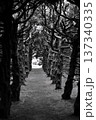 公園にある木のトンネル（モノクロ） 137340335