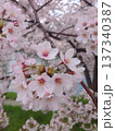 桜 137340387